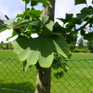 115_0136_JPG-1340746134