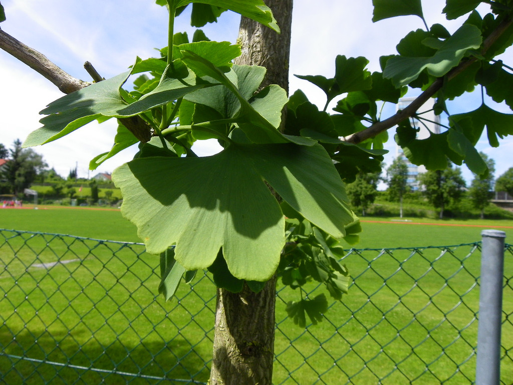 115_0136_JPG-1340746134