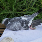 26062012vua1de01001aktivnews_066.jpg