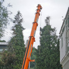 Baum Gef__llt_Emir Uysal _10__JPG-1340792860