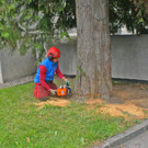 Baum Gef__llt_Emir Uysal _11__JPG-1340792861