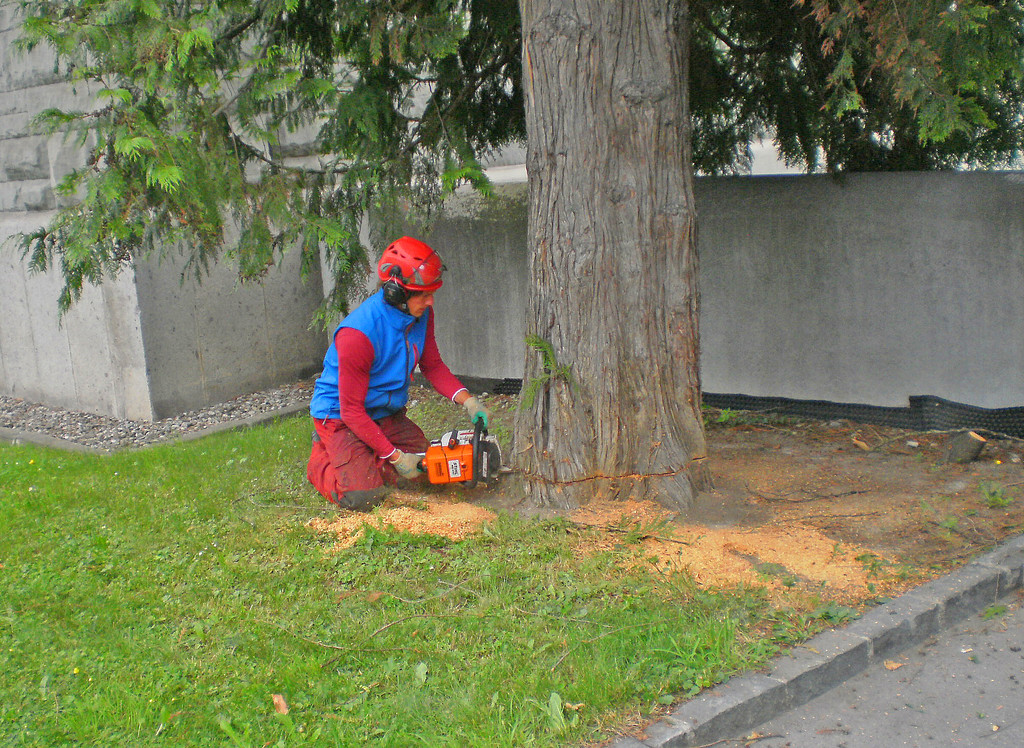 Baum Gef__llt_Emir Uysal _11__JPG-1340792861