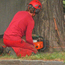 Baum Gef__llt_Emir Uysal _14__JPG-1340792865