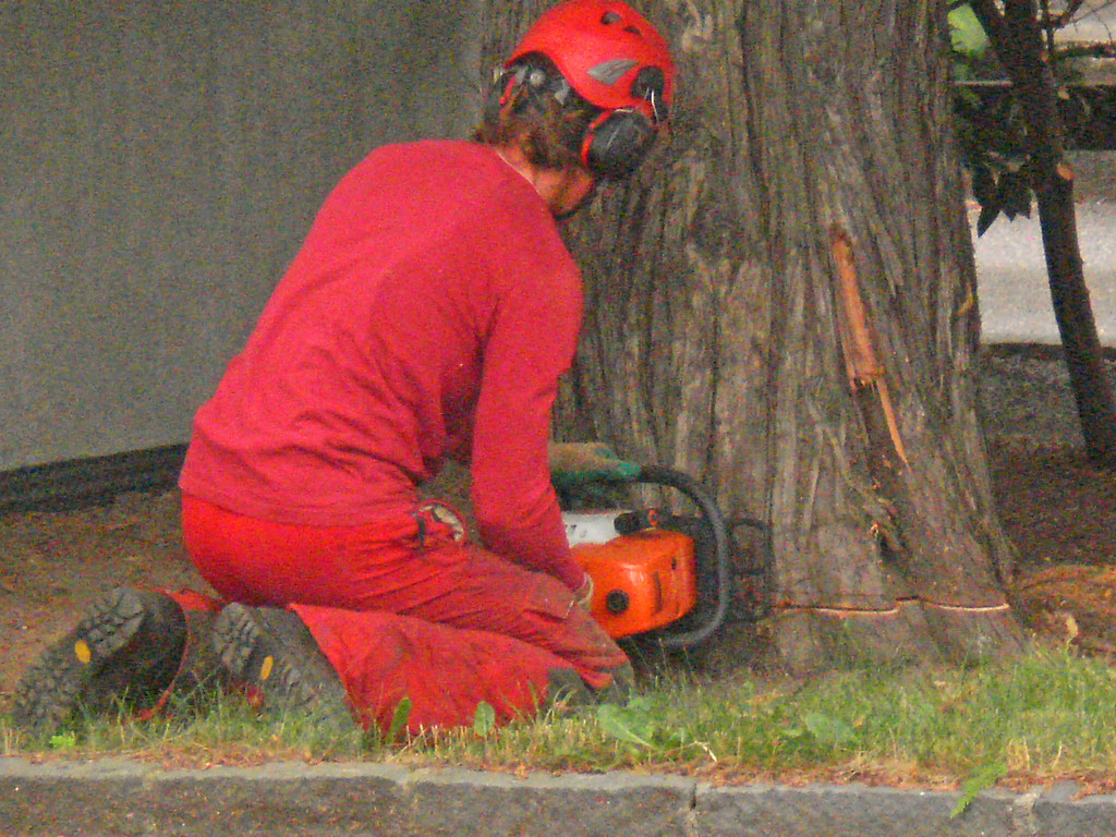 Baum Gef__llt_Emir Uysal _14__JPG-1340792865