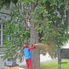 Baum Gef__llt_Emir Uysal _12__JPG-1340792862