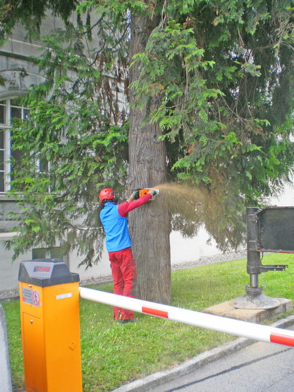 Baum Gef__llt_Emir Uysal _12__JPG-1340792862