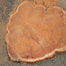 Baum Gef__llt_Emir Uysal _13__JPG-1340792863