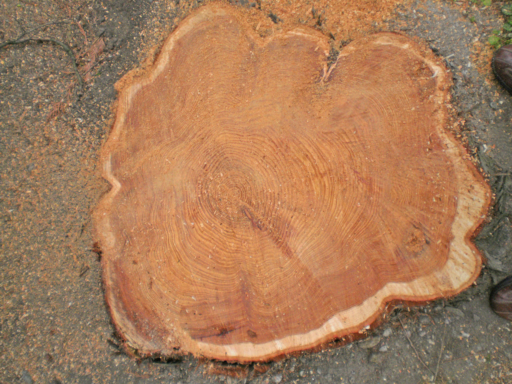 Baum Gef__llt_Emir Uysal _13__JPG-1340792863