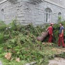 Baum Gef__llt_Emir Uysal _1__JPG-1340792760