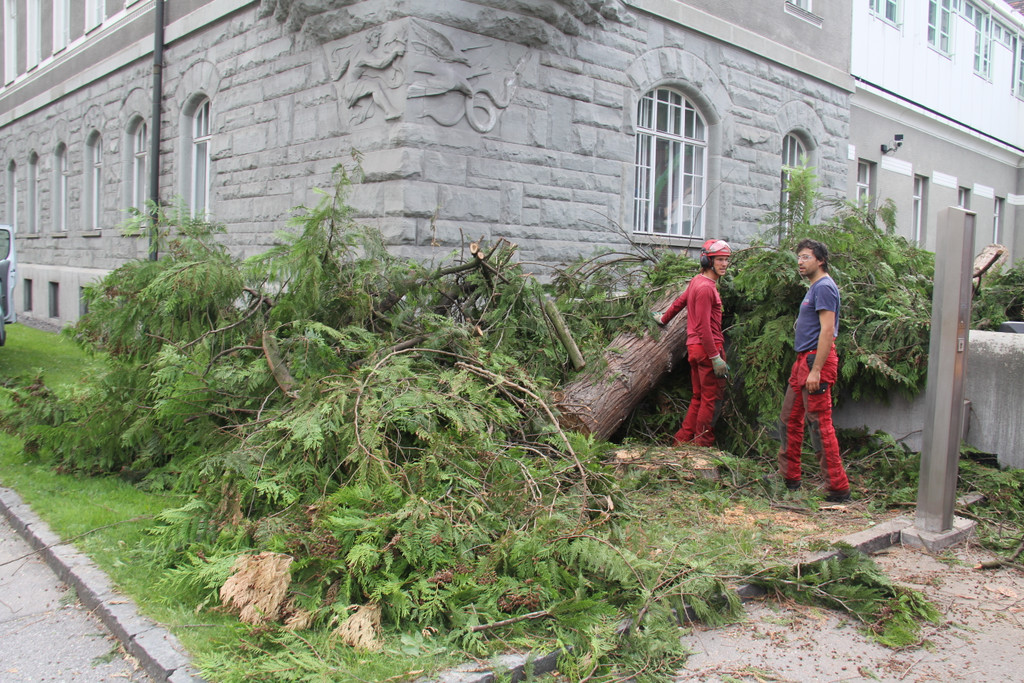 Baum Gef__llt_Emir Uysal _1__JPG-1340792760