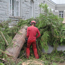 Baum Gef__llt_Emir Uysal _2__JPG-1340792763