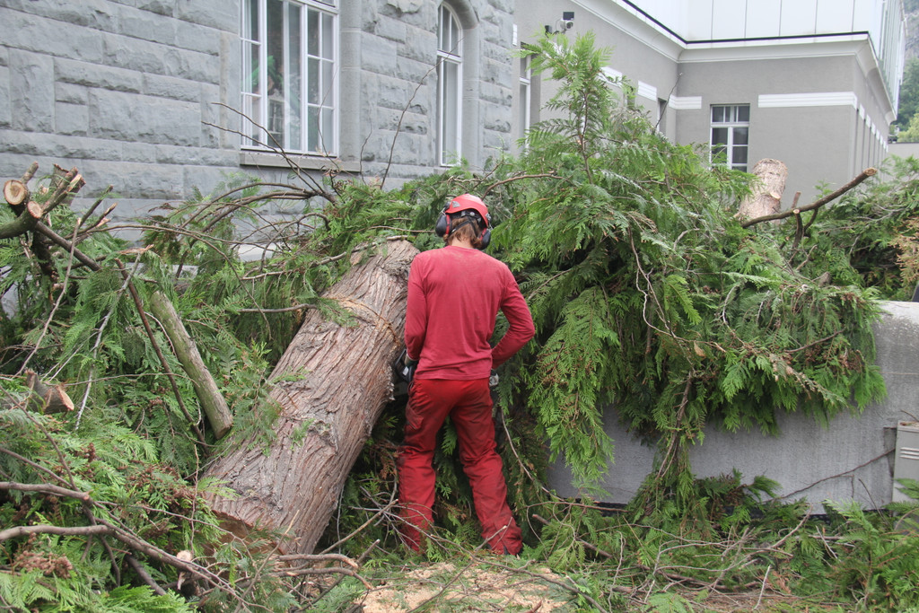 Baum Gef__llt_Emir Uysal _2__JPG-1340792763