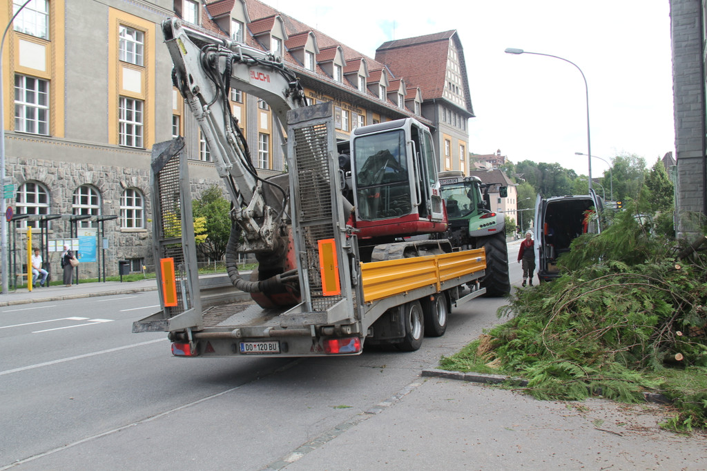 Baum Gef__llt_Emir Uysal _3__JPG-1340792767