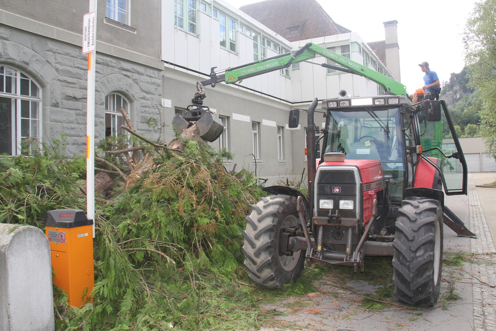 Baum Gef__llt_Emir Uysal _4__JPG-1340792769