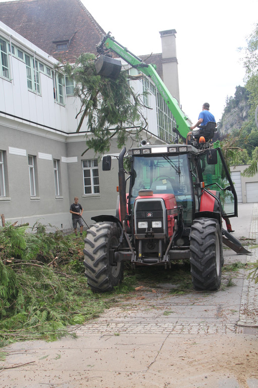 Baum Gef__llt_Emir Uysal _7__JPG-1340792856