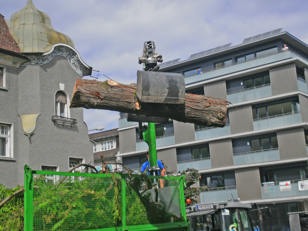 Baum Gef__llt_Emir Uysal _17__JPG-1340792869