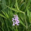 Kopie von Fotos 2011 1736.jpg