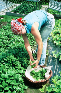 Neuseel__nderspinat Ernte.JPG