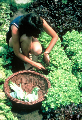 Salaternte Hausgarten.JPG