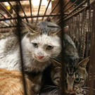 katzen-guangdong.jpg