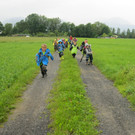Waldameisen