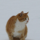 Felix2_jpg-1341292821