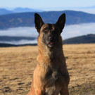Polizeihund Devil aus Wiener Neustadt