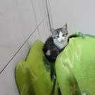 katzen1.JPG