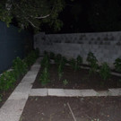 Cannabisplantage Bad Vöslau