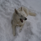 Schnee Bregenzerwald 006.jpg