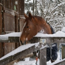 Schnee Bregenzerwald 007.jpg