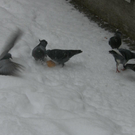 sm_gemeinde_schnee22.JPG