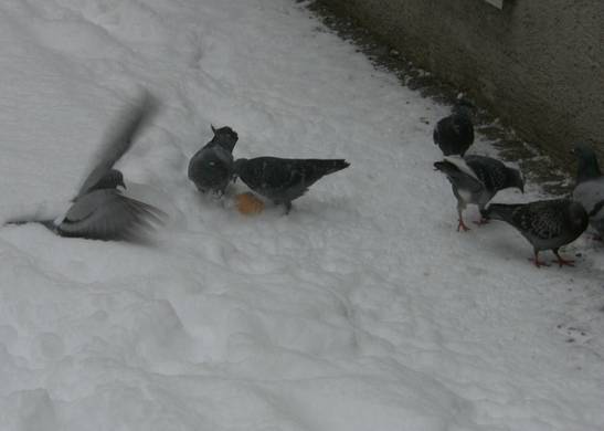 sm_gemeinde_schnee22.JPG