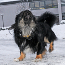 Fu__ach Schnee 5.jpg