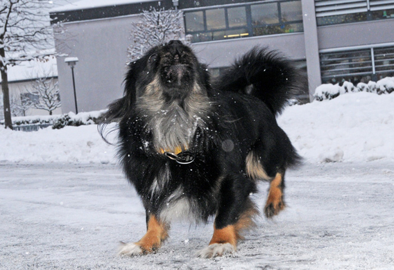 Fu__ach Schnee 5.jpg
