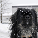 Fu__ach Schnee 10.jpg