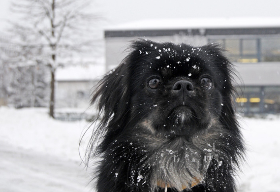 Fu__ach Schnee 10.jpg