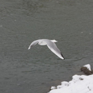 normal_28012010wintertaaktivnews_19.jpg