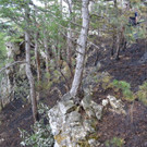 ED_08072012_Waldbrand Muthmannsdorf _12_.jpg