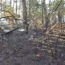 ED_08072012_Waldbrand Muthmannsdorf _18_.jpg