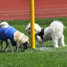 SCF Meister 2012 101_jpg-1341845965