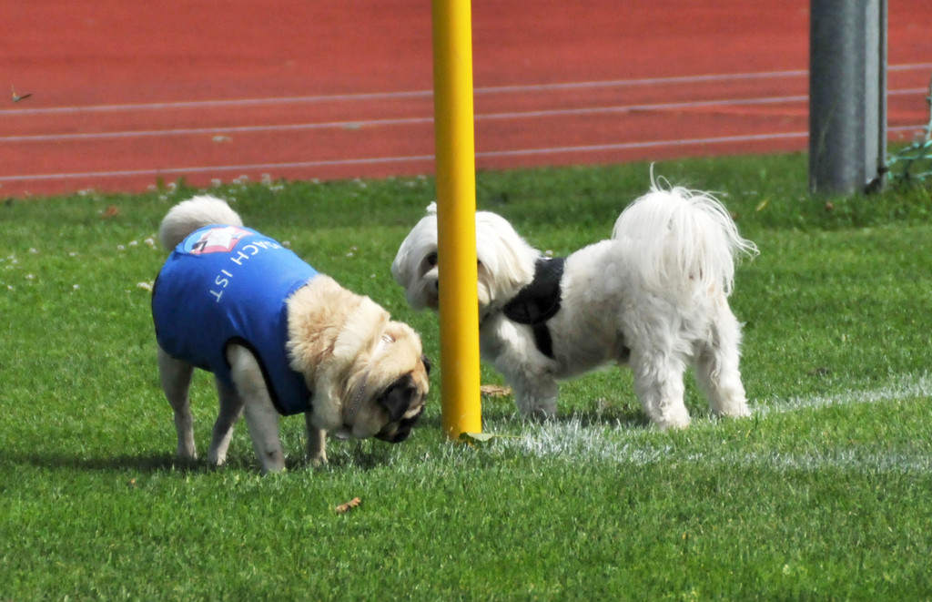 SCF Meister 2012 101_jpg-1341845965