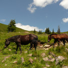 P1100075.JPG