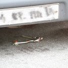 09072012vuzollde01001aktivnews_09.jpg