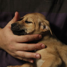 DAB0820-20120705.jpg