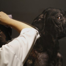 DAB0819-20120705.jpg