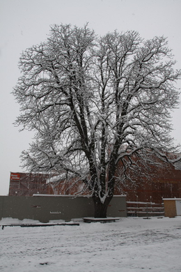 Winterimpressionen 010 128.jpg