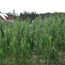 ABD0017-20120710.jpg