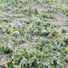 ABD0016-20120710.jpg