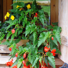 Alpe Buchen 8_7_2012 011_JPG-1342037111